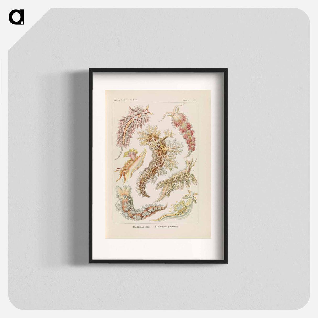 Marine life illustration - エルンスト ヘッケル Poster.