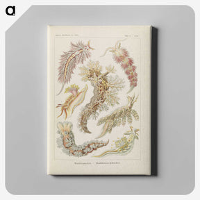 3-40_Ernst-Haeckel_canvas