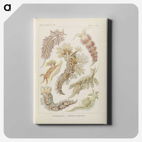 3-40_Ernst-Haeckel_canvas
