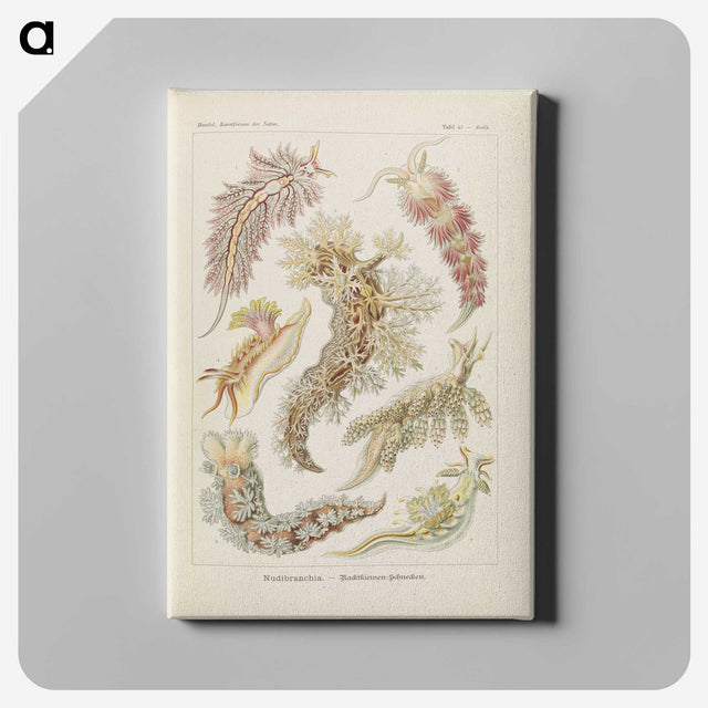 3-40_Ernst-Haeckel_canvas