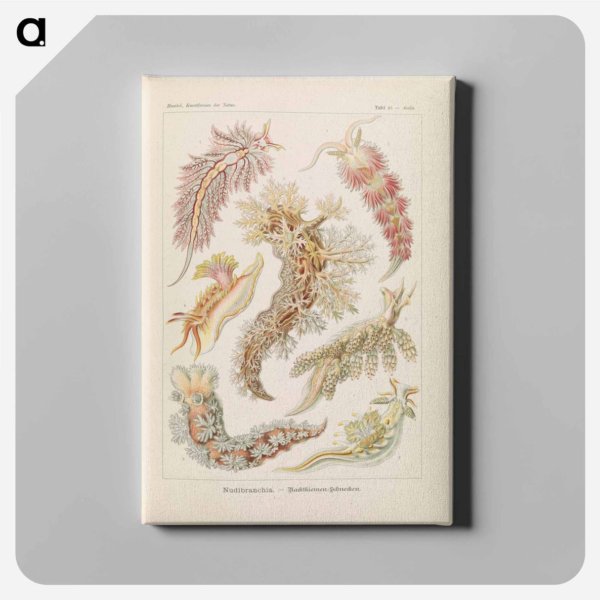 Marine life illustration - エルンスト ヘッケル Canvas.