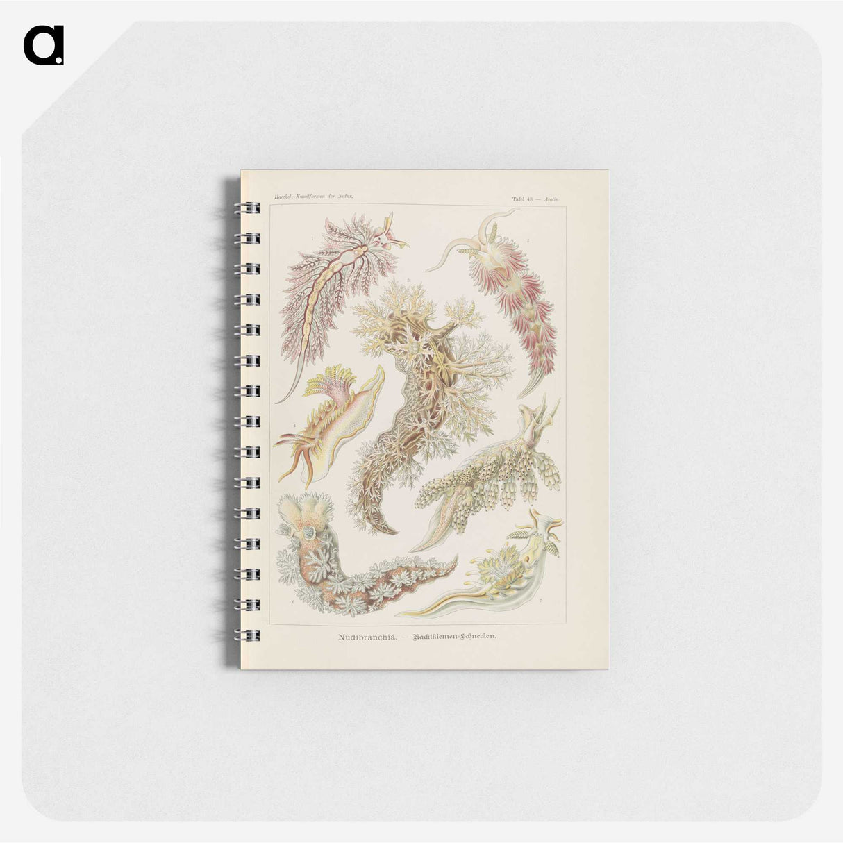 3-40_Ernst-Haeckel_memo