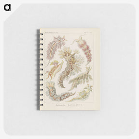3-40_Ernst-Haeckel_memo