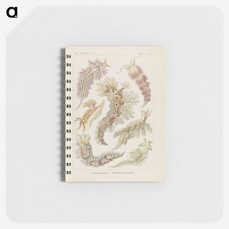 3-40_Ernst-Haeckel_memo