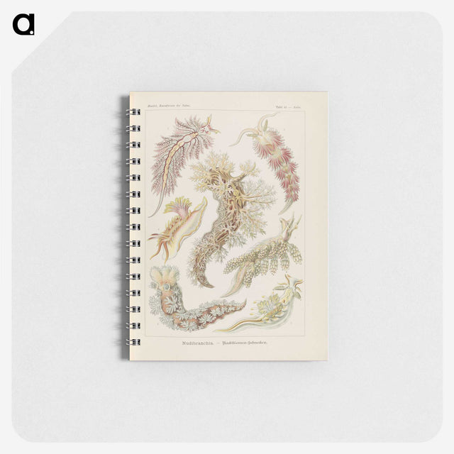3-40_Ernst-Haeckel_memo