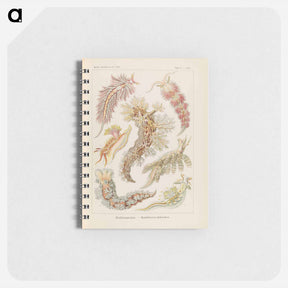 アートメモ帳-Marine life illustration - エルンスト ヘッケル Memo.
