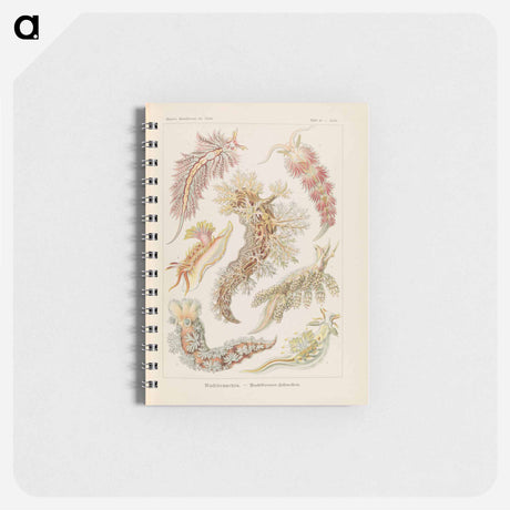 アートメモ帳-Marine life illustration - エルンスト ヘッケル Memo.