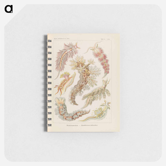 アートメモ帳-Marine life illustration - エルンスト ヘッケル Memo.