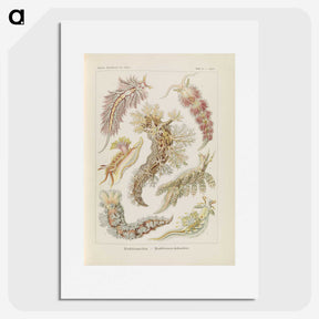 3-40_Ernst-Haeckel_picture