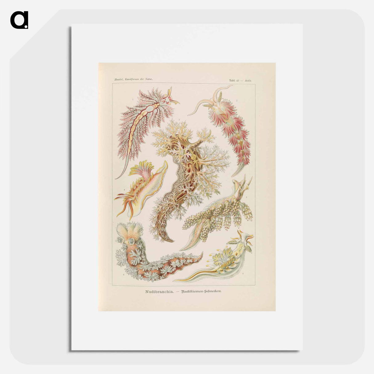 Marine life illustration - エルンスト ヘッケル Poster.