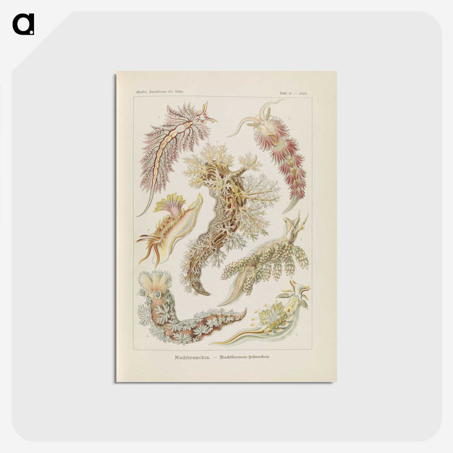 3-40_Ernst-Haeckel_postcard