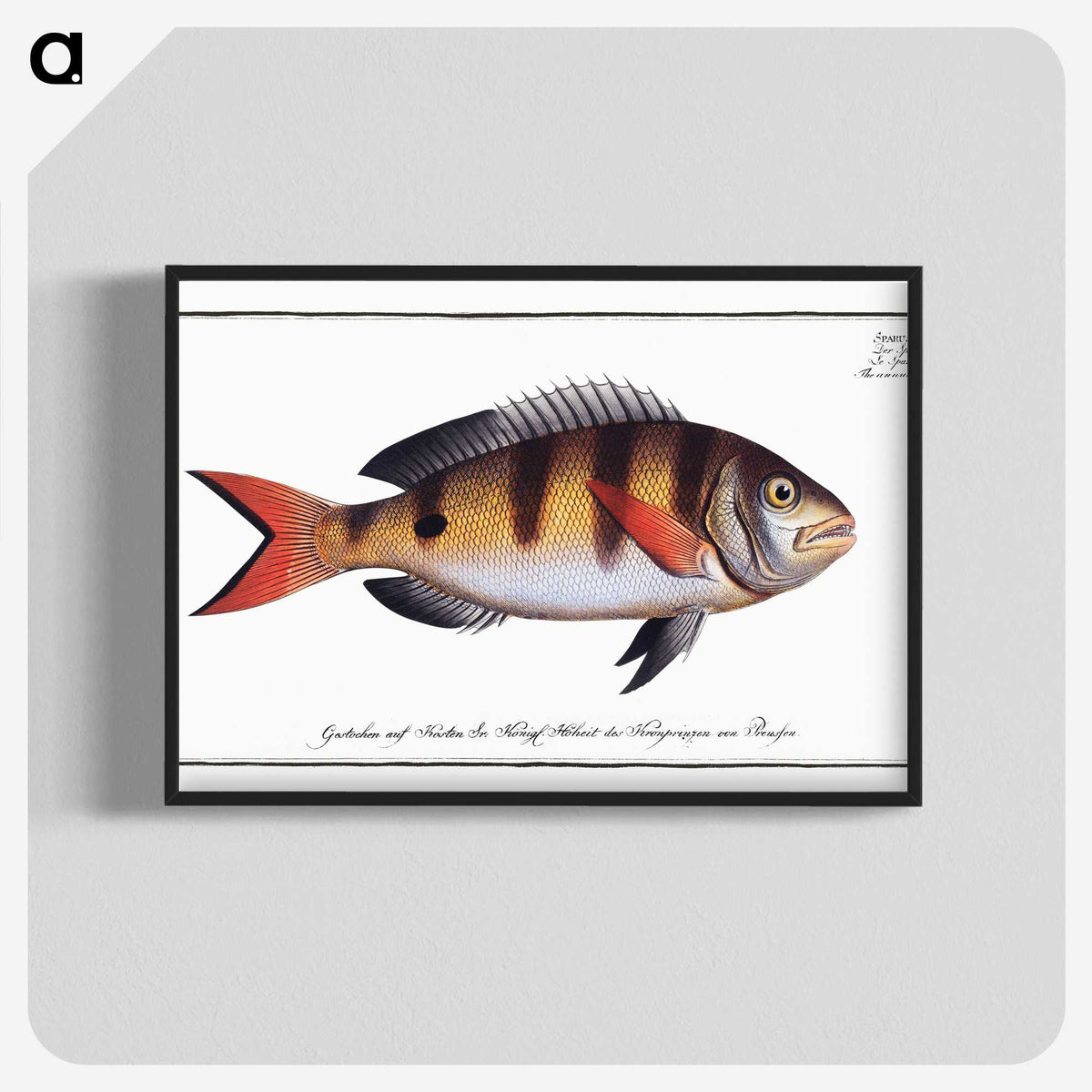 3-40_Ichtyologie-ou-Histoire-naturelle_blk-crop
