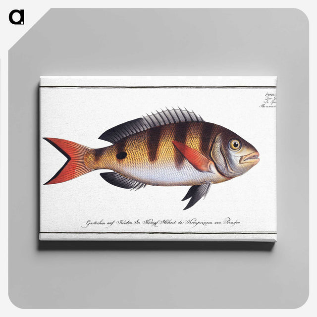 3-40_Ichtyologie-ou-Histoire-naturelle_canvas