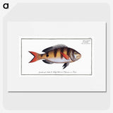 3-40_Ichtyologie-ou-Histoire-naturelle_picture