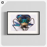 3-40_Insects-Unlocked-Project_blk