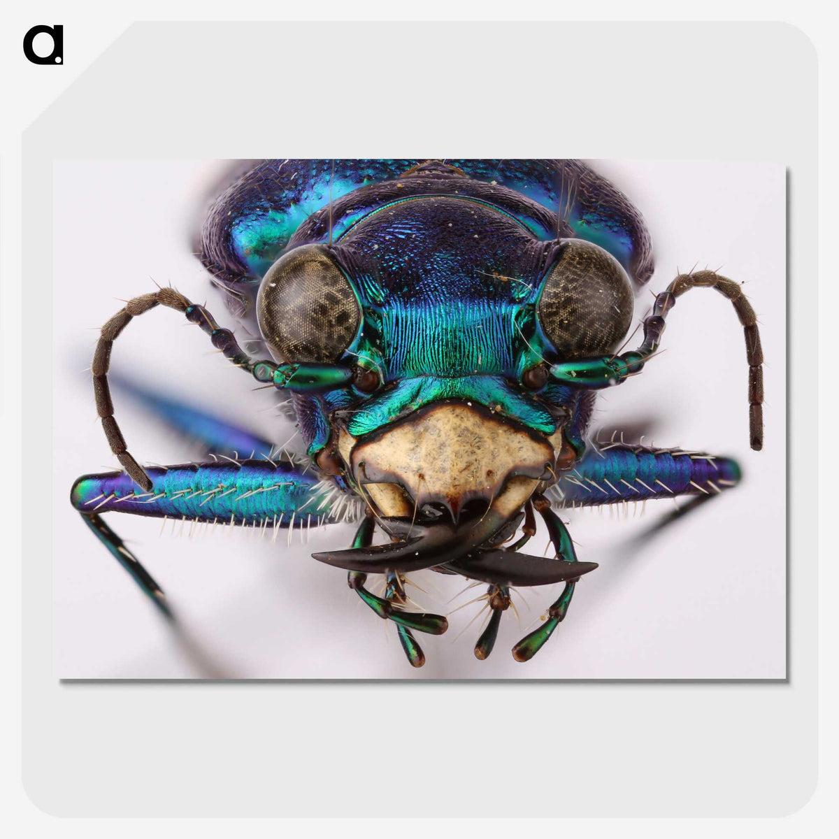 3-40_Insects-Unlocked-Project_picture-crop