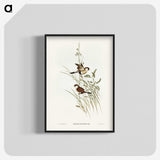 3-40_John-Gould_blk-crop