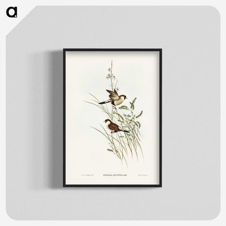 3-40_John-Gould_blk-crop