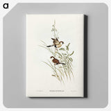 3-40_John-Gould_canvas