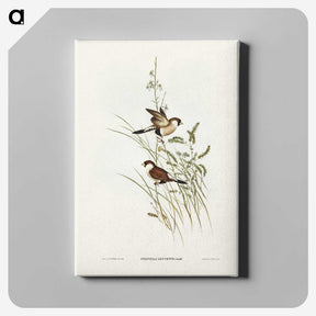 3-40_John-Gould_canvas