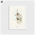 アートポストカード-White-eared Grass Finch
 - ジョン グールド Postcard.