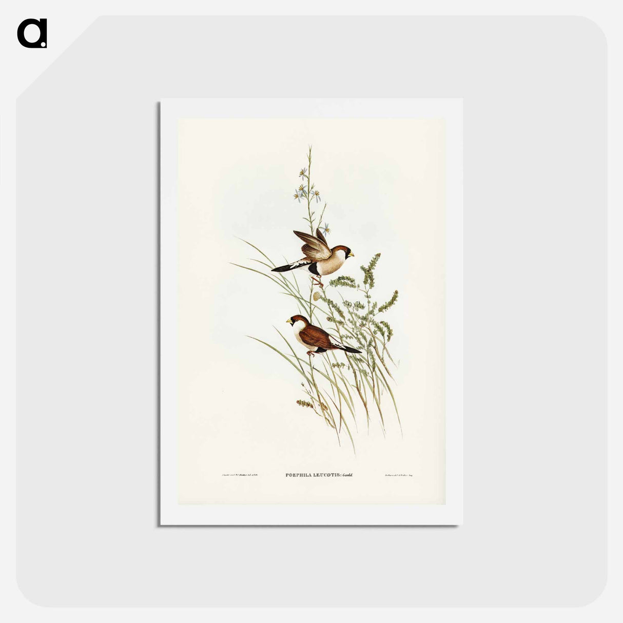 アートポストカード-White-eared Grass Finch
 - ジョン グールド Postcard.