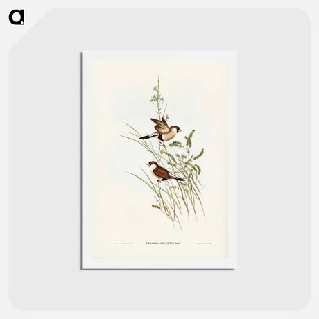 アートポストカード-White-eared Grass Finch
 - ジョン グールド Postcard.