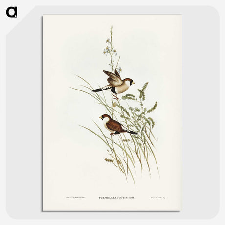 3-40_John-Gould_picture-crop