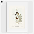 3-40_John-Gould_picture