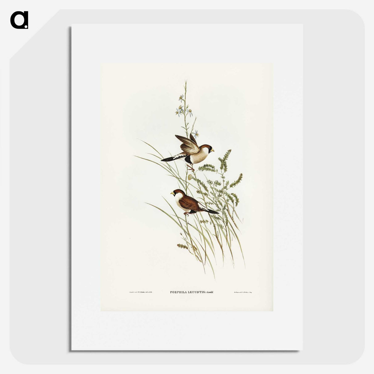 3-40_John-Gould_picture