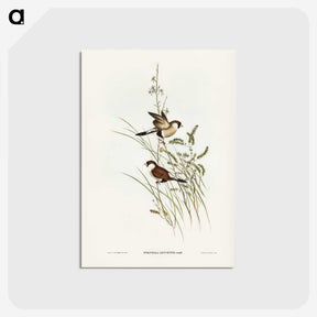 3-40_John-Gould_postcard