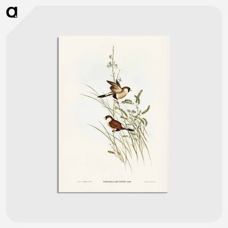 アートポストカード-White-eared Grass Finch
 - ジョン グールド Postcard.
