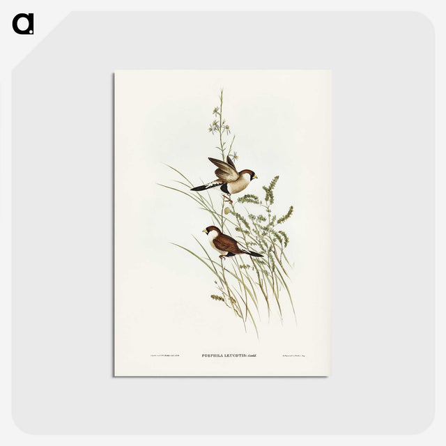3-40_John-Gould_postcard