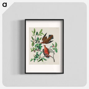 アートポスター-Birds of America
 - ジョン ジェームス オーデュボン Poster.
