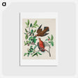 アートポストカード-Birds of America
 - ジョン ジェームス オーデュボン Postcard.