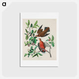 アートポストカード-Birds of America
 - ジョン ジェームス オーデュボン Postcard.