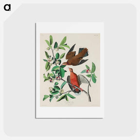 アートポストカード-Birds of America
 - ジョン ジェームス オーデュボン Postcard.