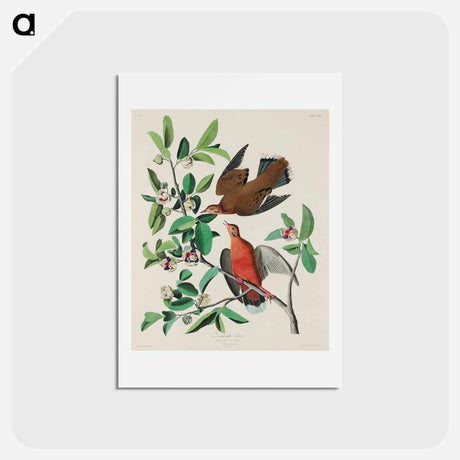 アートポストカード-Birds of America
 - ジョン ジェームス オーデュボン Postcard.