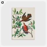 アートポストカード-Birds of America
 - ジョン ジェームス オーデュボン Postcard.