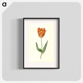 アートポスター-Tulipa Gesneriana
 - マリア ジビーラ メーリアン Poster.