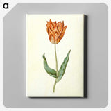 3-40_Maria-Sibylla-Merian_canvas