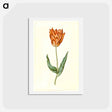 アートポストカード-Tulipa Gesneriana
 - マリア ジビーラ メーリアン Postcard.