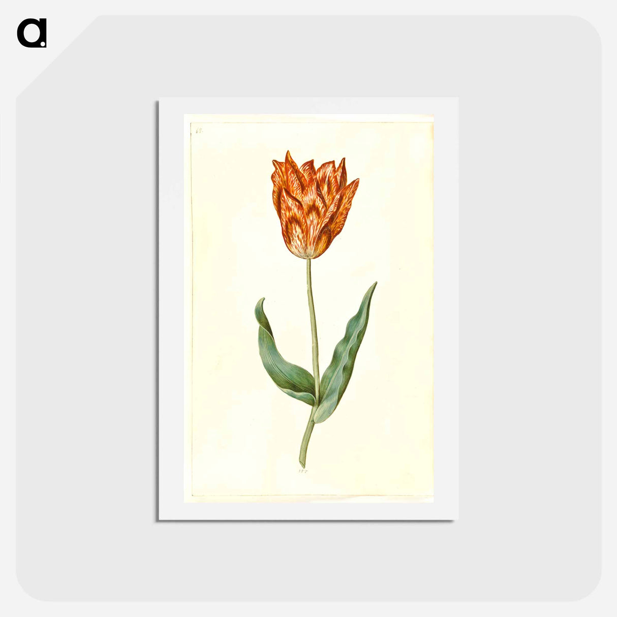 アートポストカード-Tulipa Gesneriana
 - マリア ジビーラ メーリアン Postcard.
