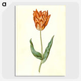 3-40_Maria-Sibylla-Merian_picture-crop