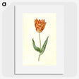 3-40_Maria-Sibylla-Merian_picture