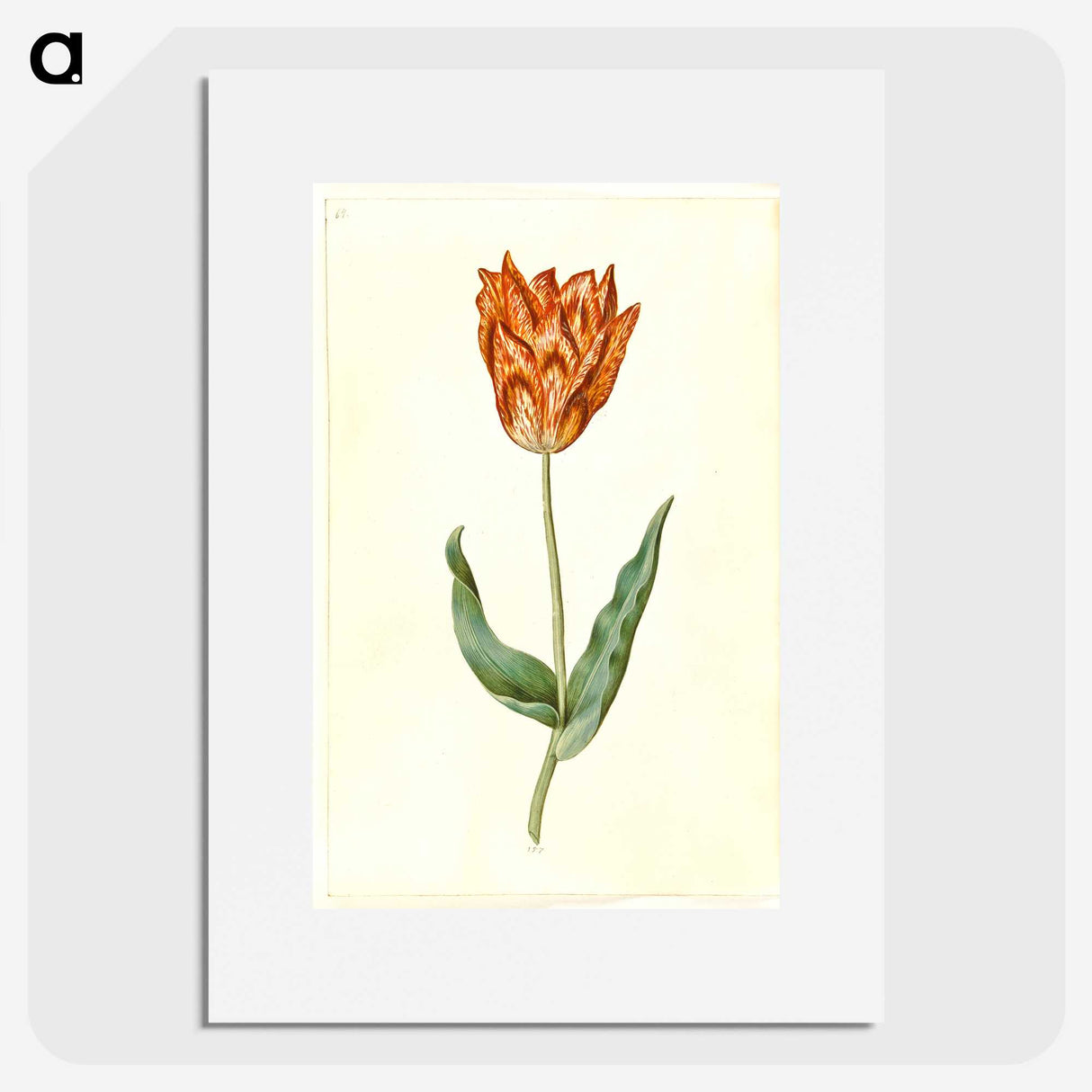 3-40_Maria-Sibylla-Merian_picture