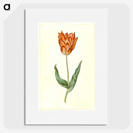 3-40_Maria-Sibylla-Merian_picture