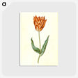 3-40_Maria-Sibylla-Merian_postcard
