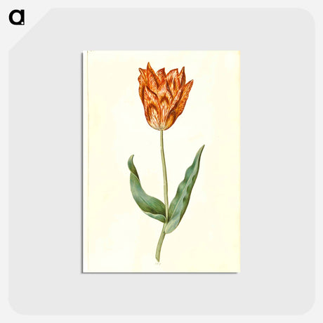 アートポストカード-Tulipa Gesneriana
 - マリア ジビーラ メーリアン Postcard.