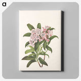 3-40_Mary-Vaux-Walcott_canvas